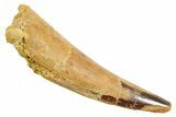 Fossil Spinosaurus Tooth - Real Dinosaur Tooth #363523-1